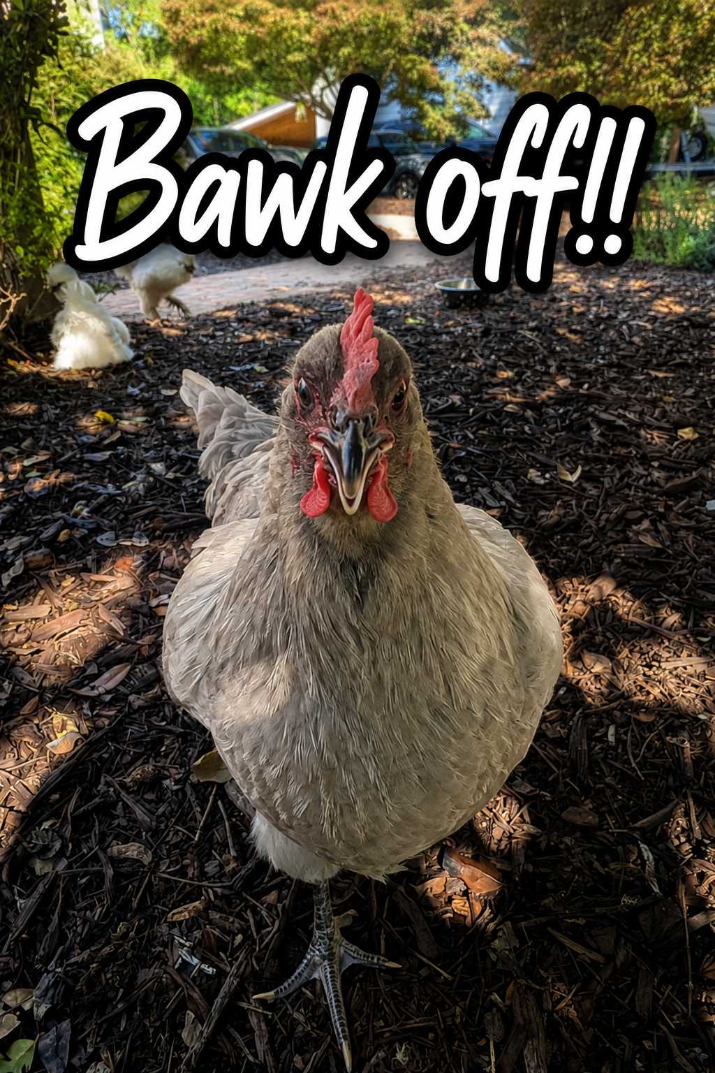 Bawk off!